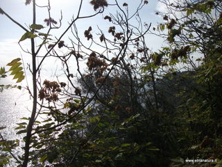 uccio-13-11-2012 09-41-24